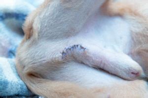 dog spay incision leaking fluid|Spay/Neuter Post